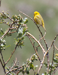 Yellow Warbler 0531